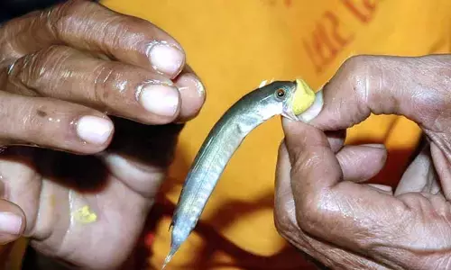 చేప మందుపై పునరాలోచించాలి
