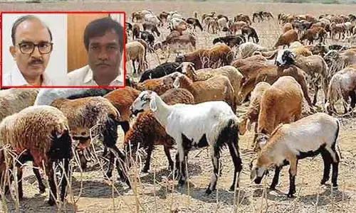 గొర్రెల కుంభకోణంలో రెండో రోజు ఏసీబీ విచారణ.. రాజకీయ నాయకుల పాత్రపై నజర్