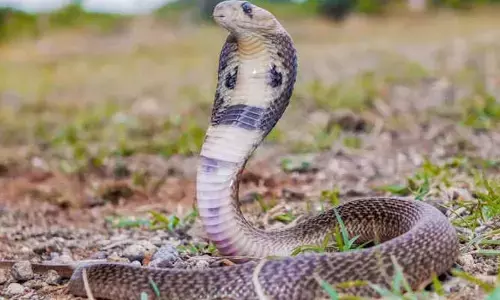 Snake : ప్రపంచంలోనే అత్యంత తెలివైన పాము ఏదో, అది ఎక్కడుందో తెలుసా?