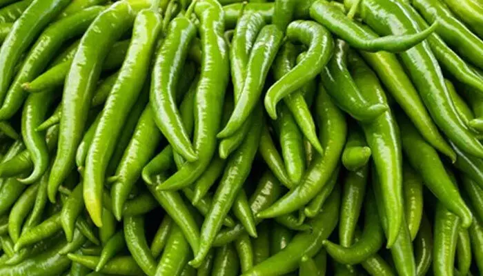 Green Chilli: పచ్చి మిర్చి తినడం వల్ల ఇన్ని లాభాలున్నాయా? Green Chilli: పచ్చి మిర్చి తినడం వల్ల ఇన్ని లాభాలున్నాయా?