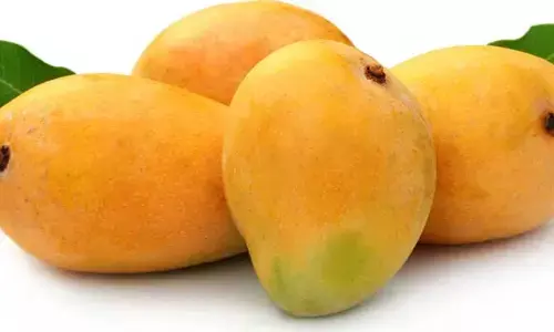 mango: మామిడి పండు కాల్షియం కార్బైడ్‌తో పండిందా.. ఈ విధంగా తెలుసుకోండి..?