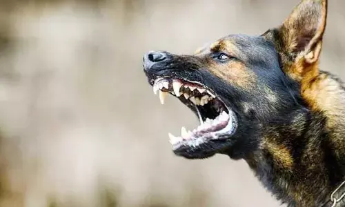 Stray Dogs : దారుణం.. బాలుడి పురుషాంగాన్ని కొరికేసిన కుక్క..
