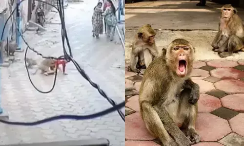 viral: వీధిలో వెళ్తుండగా బాలుడిపై దాడి చేసిన కోతులు.. ఆ తర్వాత ఏం జరిగిందంటే..