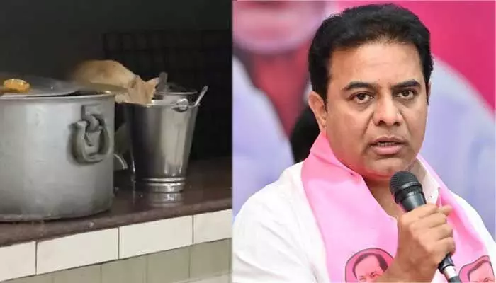 JNTU హాస్టల్లో ఆహారం తింటున్న పిల్లి.. KTR సెన్సేషనల్ ట్వీట్ JNTU హాస్టల్లో ఆహారం తింటున్న పిల్లి.. KTR సెన్సేషనల్ ట్వీట్