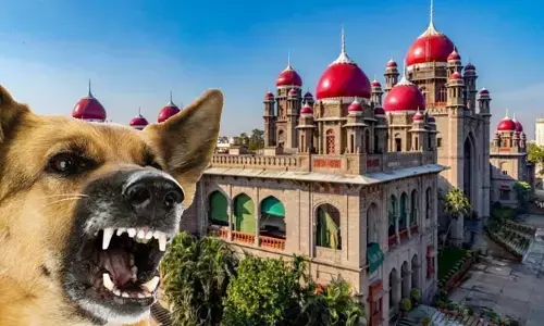 వీధి కుక్కల నియంత్రణేది.. ? ప్రభుత్వ నిర్లక్ష్యంపై హైకోర్టు తీవ్ర ఆగ్రహం