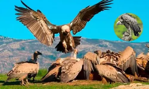Vultures : అంతరిస్తున్న రాబందులు.. ప్రమాదంలో మానవ ఆరోగ్యం!