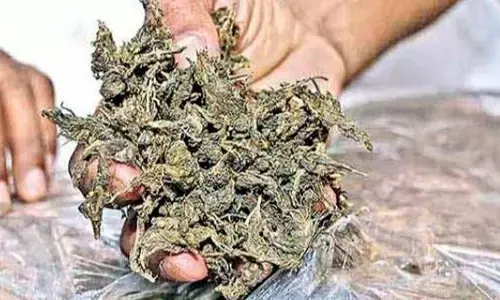Ap News: విజయవాడలో గంజాయి గ్యాంగ్‌ అరెస్ట్