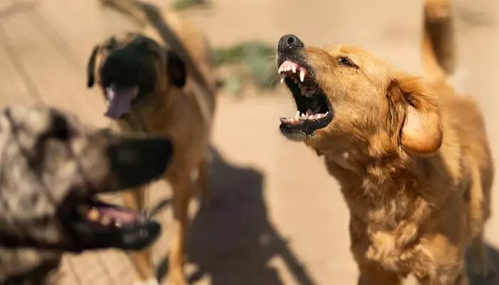 Stray Dogs: వీధి కుక్కలను ఏం చేద్దాం..? హైకోర్టు ఆగ్రహంతో పురపాలక శాఖలో కదలిక Stray Dogs: వీధి కుక్కలను ఏం చేద్దాం..? హైకోర్టు ఆగ్రహంతో పురపాలక శాఖలో కదలిక