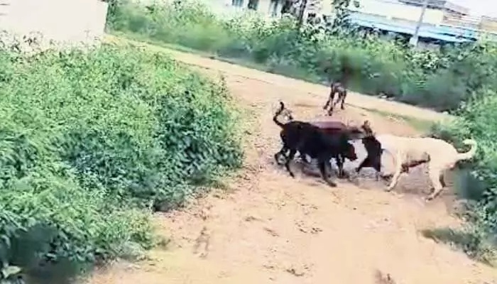 Dogs : కుక్కల బెడద తీరేదెన్నడో? Dogs : కుక్కల బెడద తీరేదెన్నడో?