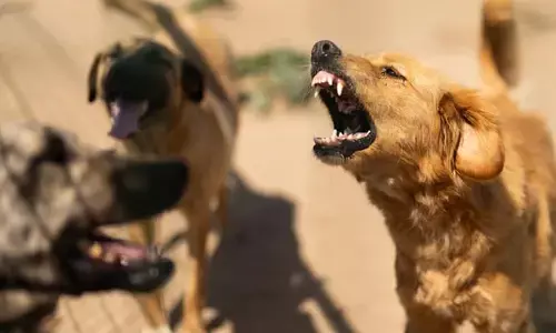 Stray Dogs: వీధి కుక్కలను ఏం చేద్దాం..? హైకోర్టు ఆగ్రహంతో పురపాలక శాఖలో కదలిక