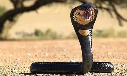 Snakes: పాములకు ఇది లక్ష్మణ రేఖతో సమానం.. ఇంటి చుట్టూ చల్లితే ఎంతటి విషసర్పమైనా పరార్..!