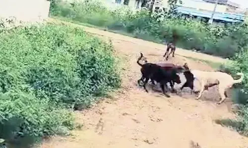 Dogs : కుక్కల బెడద తీరేదెన్నడో?