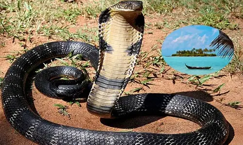 Snakes: ఒక్క పాము  కూడా కనిపించని రాష్ట్రం ఉందని తెలుసా..! ఎక్కడో కాదు మనదేశంలోనే..