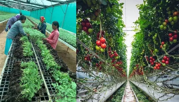 Horticultural Crops: ఉద్యానవన పంటలపై ప్రభుత్వం ఫోకస్.. రంగారెడ్డి జిల్లాలో 4 వేల ఎకరాల్లో సాగు Horticultural Crops: ఉద్యానవన పంటలపై ప్రభుత్వం ఫోకస్.. రంగారెడ్డి జిల్లాలో 4 వేల ఎకరాల్లో సాగు