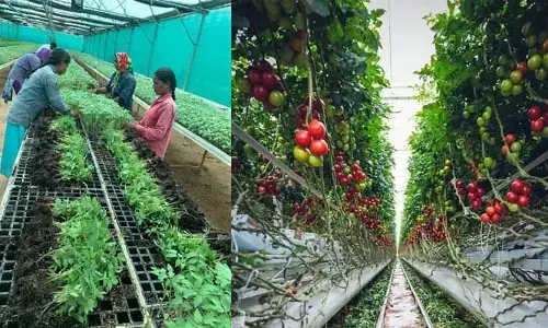 Horticultural Crops: ఉద్యానవన పంటలపై ప్రభుత్వం ఫోకస్.. రంగారెడ్డి జిల్లాలో 4 వేల ఎకరాల్లో సాగు