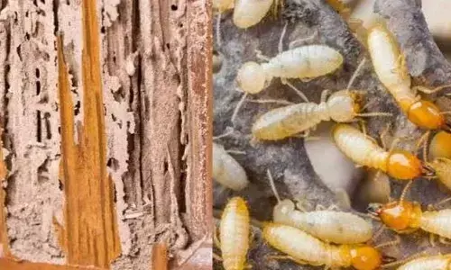 Home Tips : చెదపురుగులు మీ ఇంటిని పాడు చేస్తున్నాయా.. అయితే, ఈ చిట్కాలతో తరిమికొట్టండి