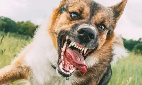 Dog attacks: కుక్కలతో బెంబేలు.. మాంసపు వ్యర్థాలకు అలవాటై స్వైర విహారం