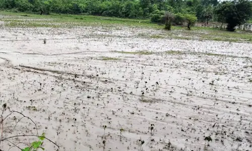 backwater : ప్రాణహిత బ్యాక్ వాటర్ తో మునిగిన పత్తి పంటలు