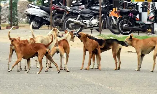 మరోసారి రెచ్చిపోయిన వీధి కుక్కలు.. పారిశుధ్య కార్మికురాలికి తీవ్ర గాయాలు