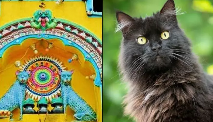 Cat Temple : వింత ఆచారం.. ఇక్కడేమో పిల్లి చెడు శకునం.. కానీ అక్కడ వెయ్యేళ్లుగా పూజలు Cat Temple : వింత ఆచారం.. ఇక్కడేమో పిల్లి చెడు శకునం.. కానీ అక్కడ వెయ్యేళ్లుగా పూజలు