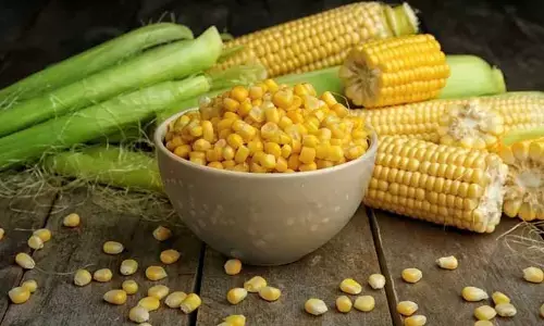 Weight Loss: స్వీట్ కార్న్‌ను ఇలా తీసుకుంటే.. బరువు ఇట్టే తగ్గిపోతారు..