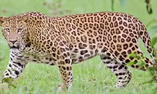 Cheetah:ఆ జిల్లాలో మరోసారి చిరుత సంచారం..భయాందోళనలో స్థానికులు