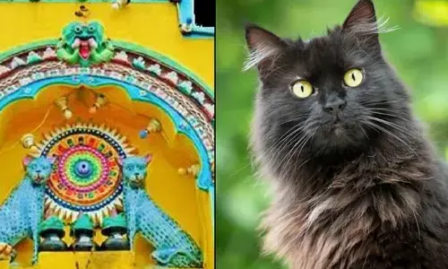 Cat Temple : వింత ఆచారం.. ఇక్కడేమో పిల్లి చెడు శకునం.. కానీ అక్కడ వెయ్యేళ్లుగా పూజలు