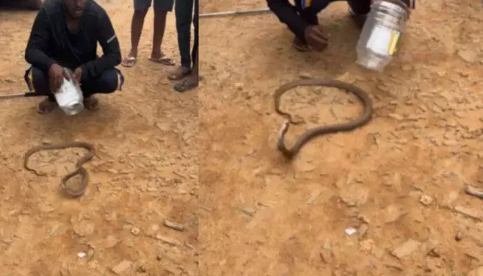 Snake Video: గుండెపోటుతో మరణించిన పాము.. వైరల్ అవుతున్న వీడియో Snake Video: గుండెపోటుతో మరణించిన పాము.. వైరల్ అవుతున్న వీడియో