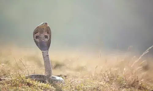 Snakebite Every Year : పాముకాటుతో భారత్‌లో ఏటా 50 వేల మంది మృతి : బీజేపీ ఎంపీ