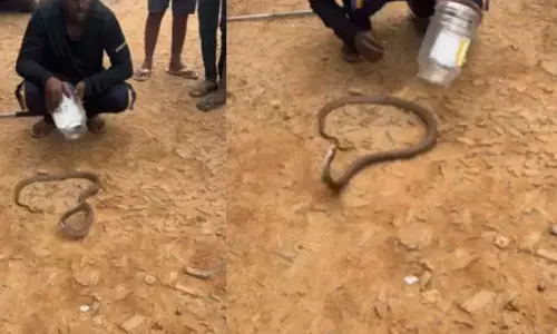 Snake Video: గుండెపోటుతో మరణించిన పాము.. వైరల్ అవుతున్న వీడియో