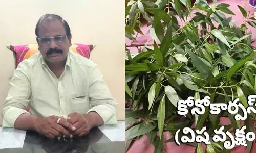 Kono Corpus Plants : కొనో కార్పస్ మొక్కలు చాలా డేంజర్..