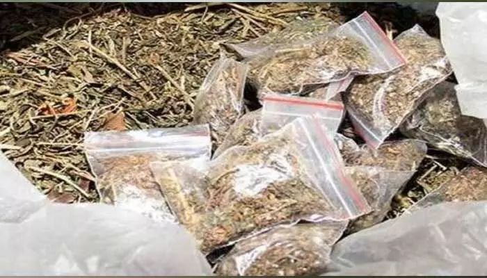Ganja : నాగర్ కర్నూల్ జిల్లాలో గంజాయి కలకలం.. Ganja : నాగర్ కర్నూల్ జిల్లాలో గంజాయి కలకలం..