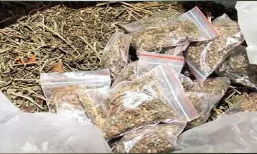 Ganja : నాగర్ కర్నూల్ జిల్లాలో గంజాయి కలకలం..