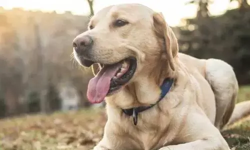 dog ​​attacks : కుక్కలకు ఉన్న విలువ మనిషి ప్రాణానికి లేదా..?