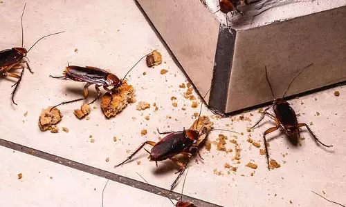 Cockroach Tips: ఇంట్లో బొద్దింకలను ఈ చిట్కాలతో సులభంగా వదిలించుకోండి!