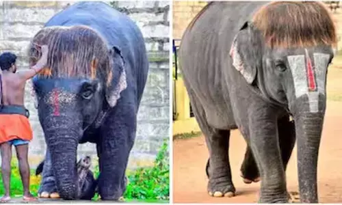 గజరాజా... నీ అందానికి ప్రపంచమే ఫిదా...!