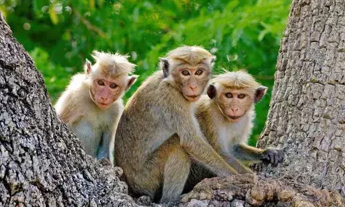 monkeys : కోతుల బెడదతో బెంబేలెత్తుతున్న జనం..
