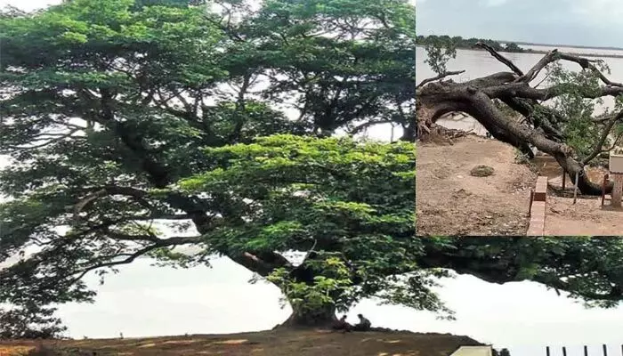 Cenema Tree : నేల కూలిన ‘సినిమా చెట్టు’.. ఎన్ని జ్ఞాపకాలను వదిలి వెళ్లిందో.. Cenema Tree : నేల కూలిన ‘సినిమా చెట్టు’.. ఎన్ని జ్ఞాపకాలను వదిలి వెళ్లిందో..