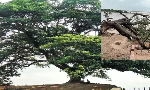 Cenema Tree : నేల కూలిన ‘సినిమా చెట్టు’.. ఎన్ని జ్ఞాపకాలను వదిలి వెళ్లిందో..