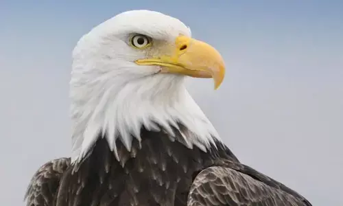 National bird: అమెరికా జాతీయ పక్షిగా ‘బాల్డ్ ఈగల్’..యూఎస్ సెనేట్ ఆమోదం