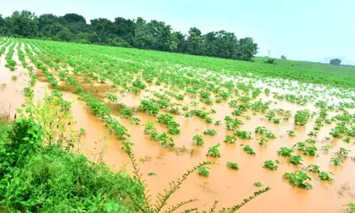 rain damage : నీట మునిగిన పంట పొలాలు