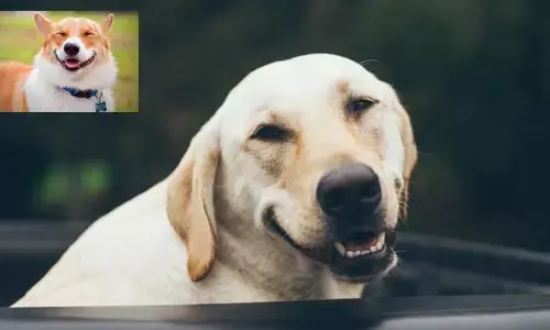 Animals: పెంపుడు జంతువులు నవ్వుతాయా?.. అధ్యయనంలో ఇంట్రెస్టింగ్ విషయాలు!