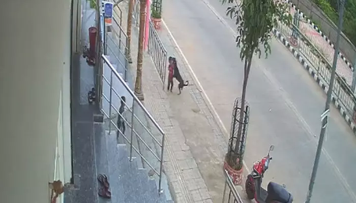 Street Dog Attack: కరీంనగర్లో దారుణం.. 18 నెలల బాలుడిపై వీధి కుక్క దాడి Street Dog Attack: కరీంనగర్లో దారుణం.. 18 నెలల బాలుడిపై వీధి కుక్క దాడి