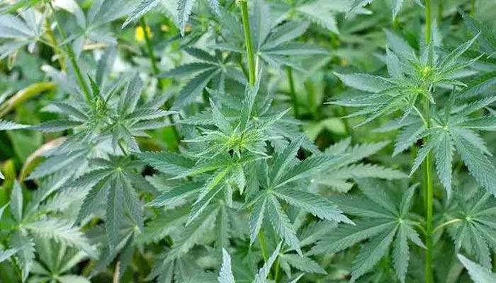 Cannabis Cultivation : గంజాయి సాగుకు చట్టబద్ధత.. అసెంబ్లీ సంచలన తీర్మానం Cannabis Cultivation : గంజాయి సాగుకు చట్టబద్ధత.. అసెంబ్లీ సంచలన తీర్మానం