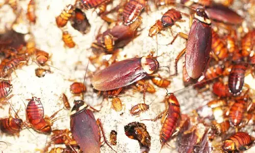 Cockroaches: అక్కడ బొద్దింకలు బంగారంతో సమానం..! కేజీ ధర ఎంతో తెలిస్తే షాక్ అవ్వాల్సిందే..