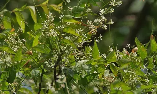 Neem Leaves: ఈ ఆకుల నీటితో స్నానం చేయడం వలన ఆ సమస్యలన్నీ పరార్