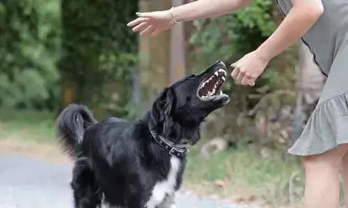 Dog attack :పిచ్చికుక్కల దాడిలో ఇద్దరికి తీవ్ర గాయాలు