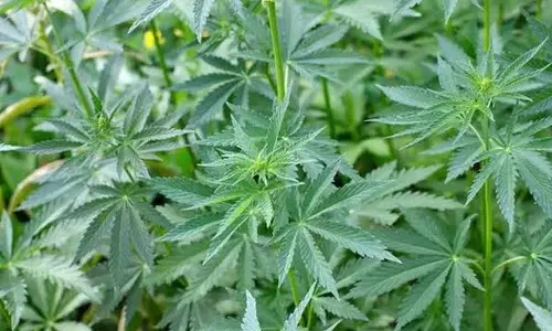 Cannabis Cultivation : గంజాయి సాగుకు చట్టబద్ధత.. అసెంబ్లీ సంచలన తీర్మానం