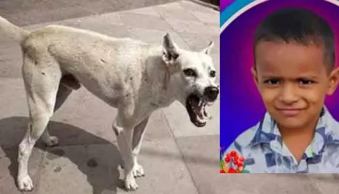 కుక్కల దాడిలో బాలుడి మృతి..! కుక్కల దాడిలో బాలుడి మృతి..!