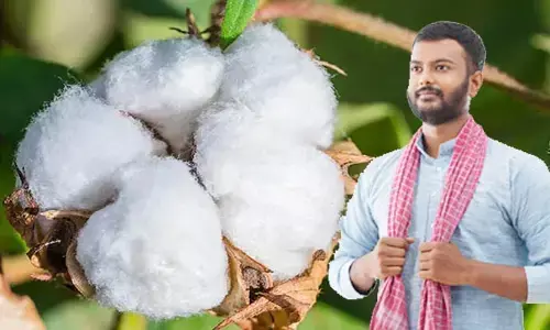 Cotton Cultivation: తెల్ల బంగారం సాగుకే రైతులు సై..